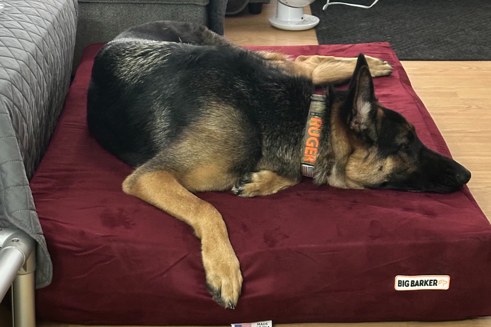 Ruger’s First Bed: A Rescue Pup Finds Comfort with Barker Beds