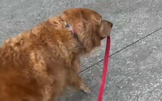 Golden Retriever Takes the Reins on Daily Walks