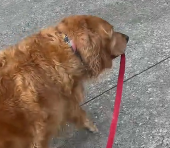 Golden Retriever Takes the Reins on Daily Walks