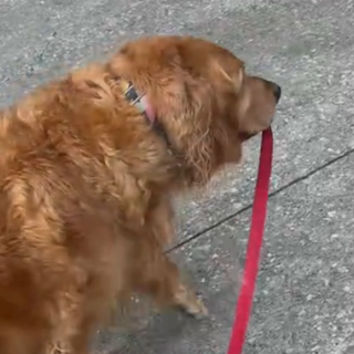 Golden Retriever Takes the Reins on Daily Walks