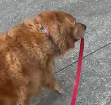 Golden Retriever Takes the Reins on Daily Walks