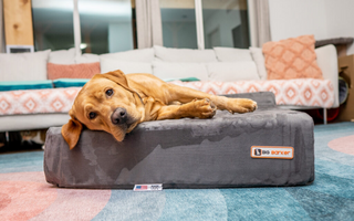 How Pain Can Impact Your Dog’s Sleep