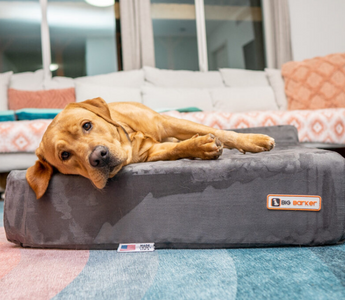 How Pain Can Impact Your Dog’s Sleep