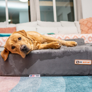 How Pain Can Impact Your Dog’s Sleep