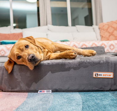 How Pain Can Impact Your Dog’s Sleep