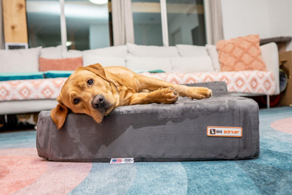How Pain Can Impact Your Dog’s Sleep