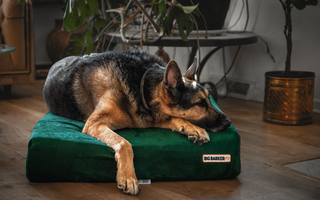 Brain Games for Aging Dogs