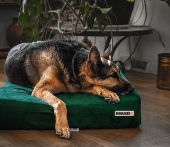 Brain Games for Aging Dogs
