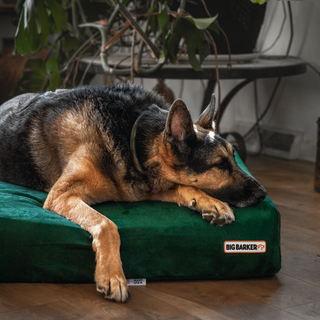 Brain Games for Aging Dogs