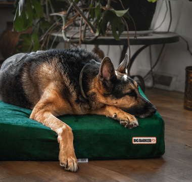 Brain Games for Aging Dogs