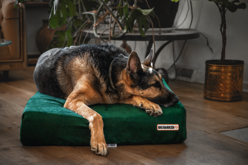 Brain Games for Aging Dogs