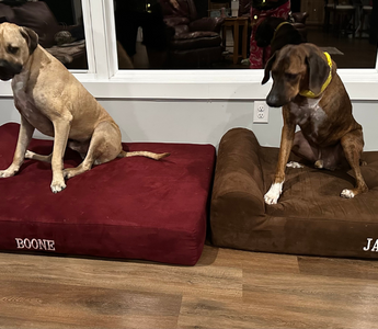Jax & Boone: Comfort and Support with Barker Beds