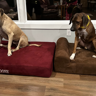 Jax & Boone: Comfort and Support with Barker Beds