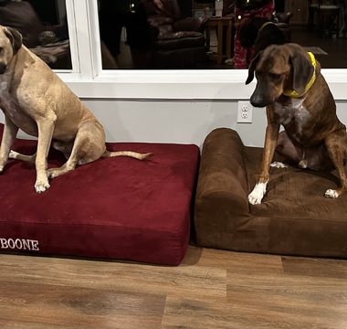 Jax & Boone: Comfort and Support with Barker Beds