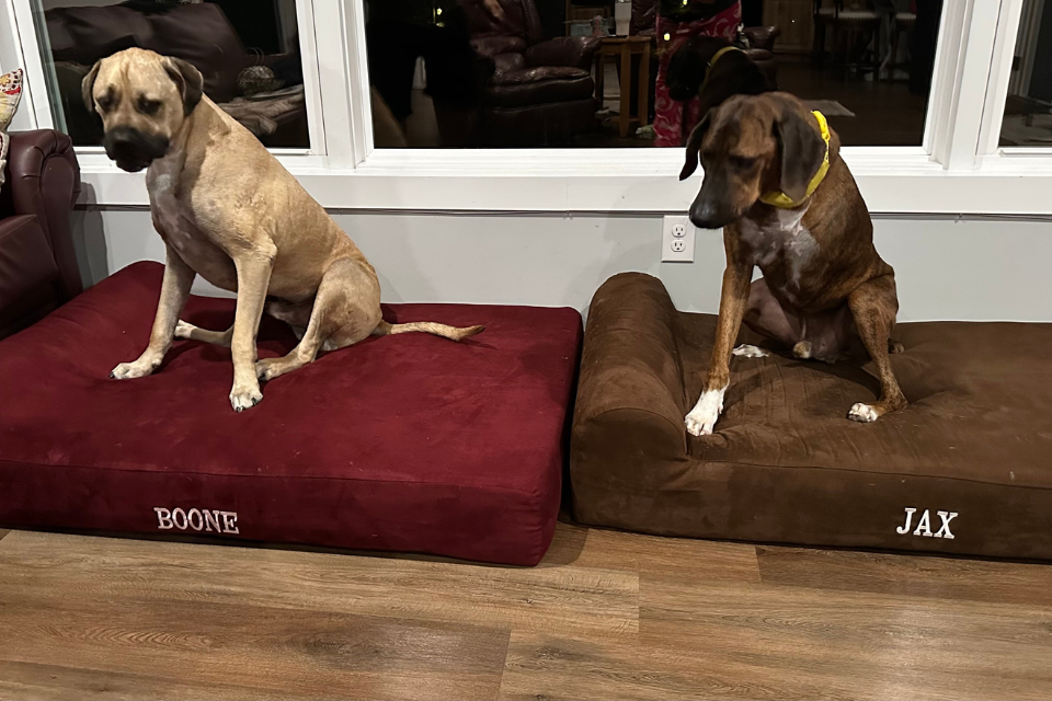 two dogs named Boone and Jax sitting on their own barker beds in a living room