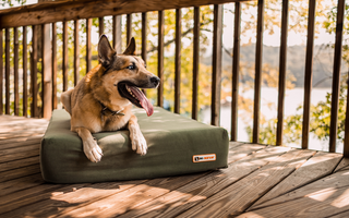 Seasonal Allergies in Dogs: What to Watch for This Fall