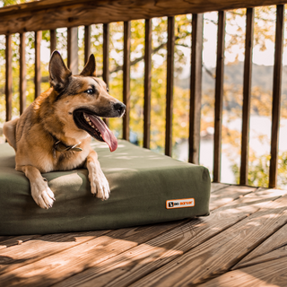 Seasonal Allergies in Dogs: What to Watch for This Fall