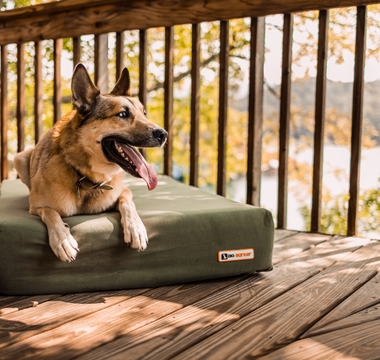 Seasonal Allergies in Dogs: What to Watch for This Fall