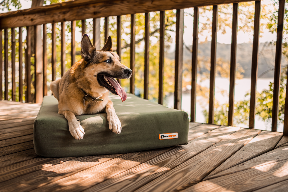 Seasonal Allergies in Dogs: What to Watch for This Fall