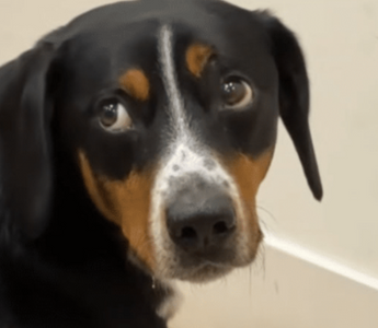 Atlas the Patient Pup: A Story That Melts Hearts