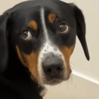 Atlas the Patient Pup: A Story That Melts Hearts
