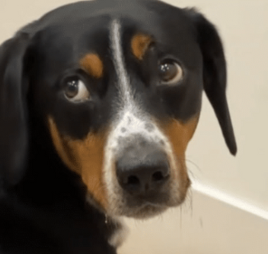 Atlas the Patient Pup: A Story That Melts Hearts