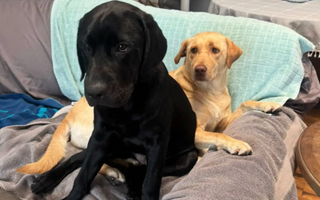 Learning to Love in Their Own Ways