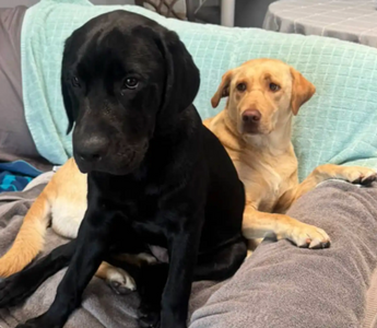 Learning to Love in Their Own Ways