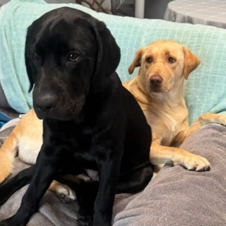 Learning to Love in Their Own Ways