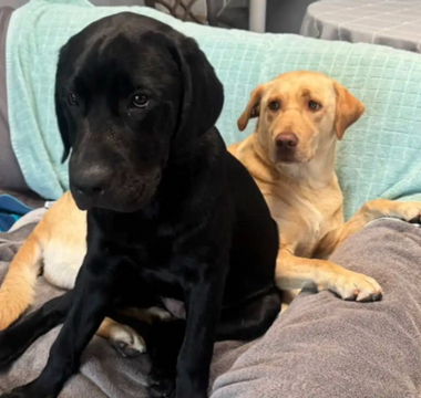Learning to Love in Their Own Ways