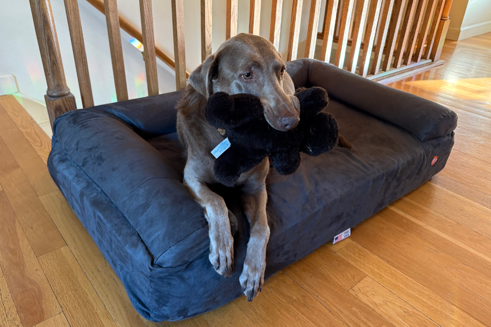  a brown dog named baxter holding a plush toy in their mouth laying on a barker sofa bed next to a staircase