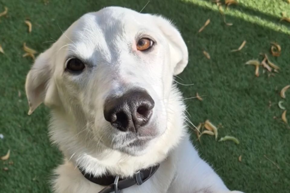 a white dog's face looking into the camera in an outdoor setting