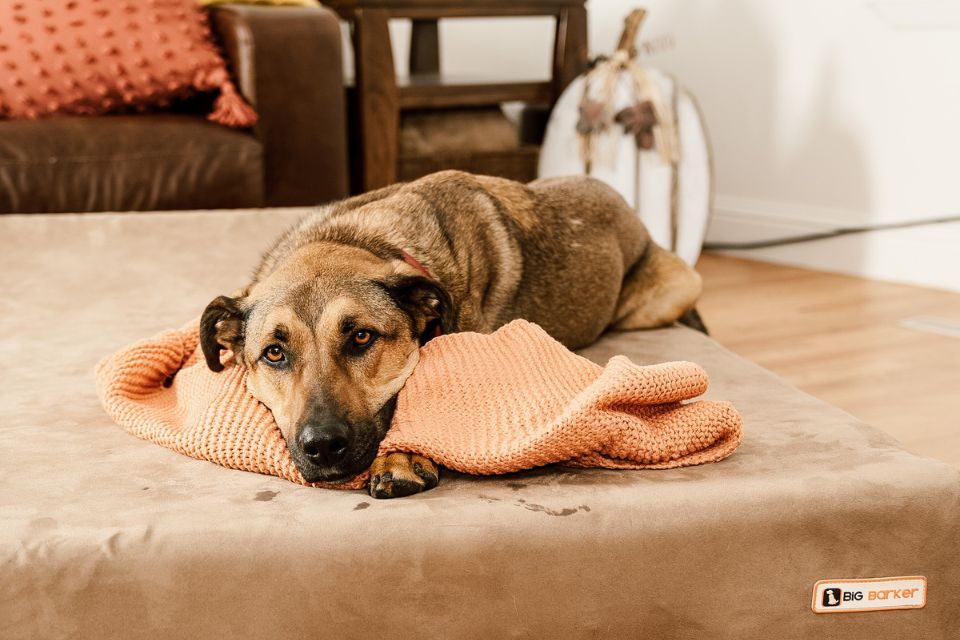 a dog laying on a barker bed in a living room with a knitted orange blanket