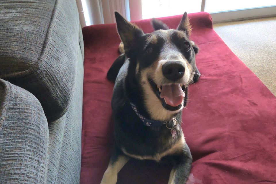 a smiling dog laying on a burgundy barker headrest bed in a living room