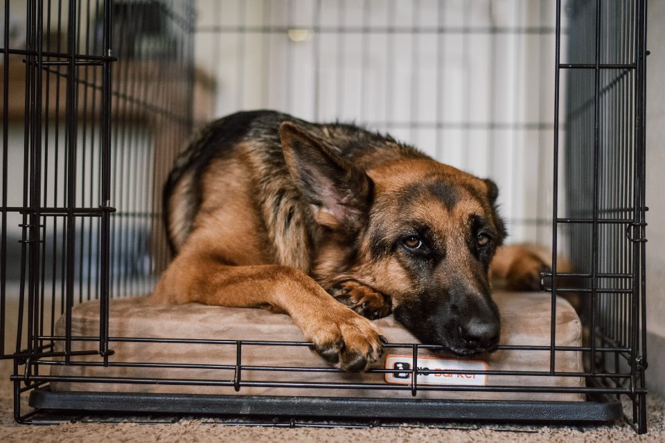 a dog laying on a barker bed in a crate
