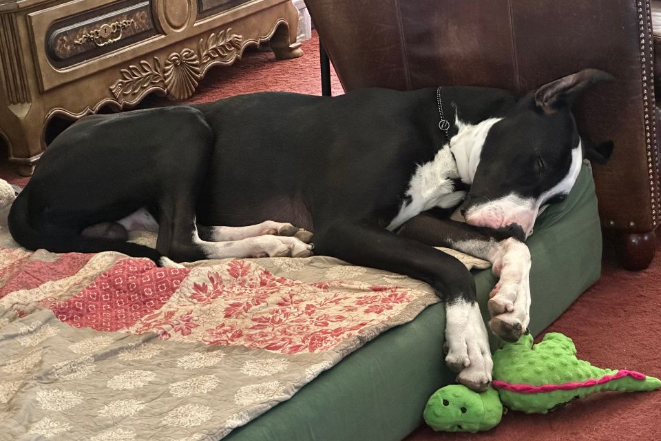 a great dane dog laying on a green barker bed in a living room with a blanket and plush toy
