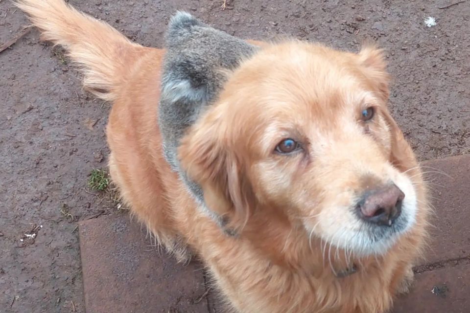 a golden dog with a baby koala clinging to it's back