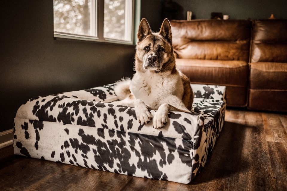 a dog laying on a cow print barker bed in a living room