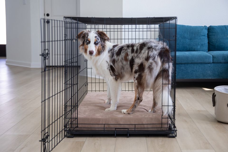 a dog standing on a khaki crate bed in an open crate in a living room
