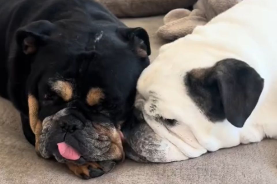 When One Lonely Pup’s Daycare Visit Brings Unexpected Family