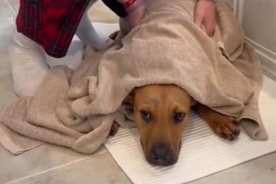 Stray Dog Takes First Steps Into a Loving Home