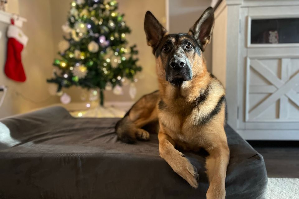 Simple Ways to Support Older Dogs All Winter Long