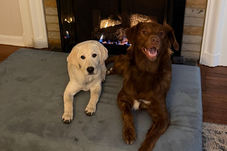 Why These Dogs Found Their Perfect Spot With a Barker Bed
