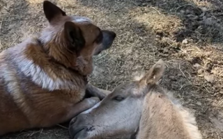The Dog Who Became an Orphaned Foal’s Guardian Angel