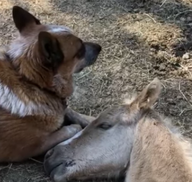 The Dog Who Became an Orphaned Foal’s Guardian Angel