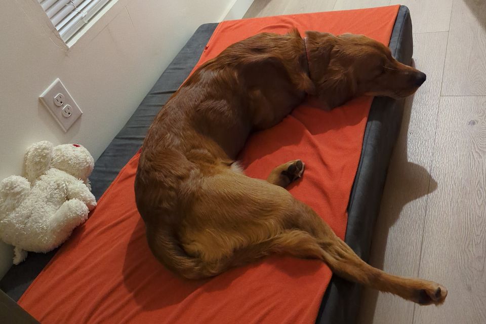 a dog sleeping on a blanket on a barker bed with a plush toy behind them