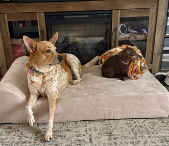 Harley Finally Found a Bed Built to Last
