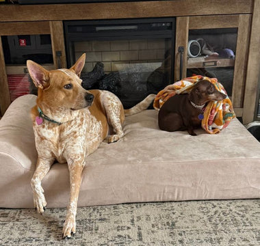 Harley Finally Found a Bed Built to Last
