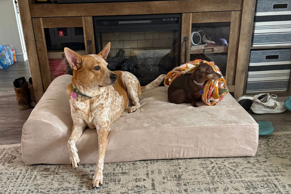 two dogs sitting on a khaki headrest barker bed in a living room