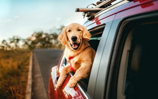 Tips for Traveling with Large Breed Dogs